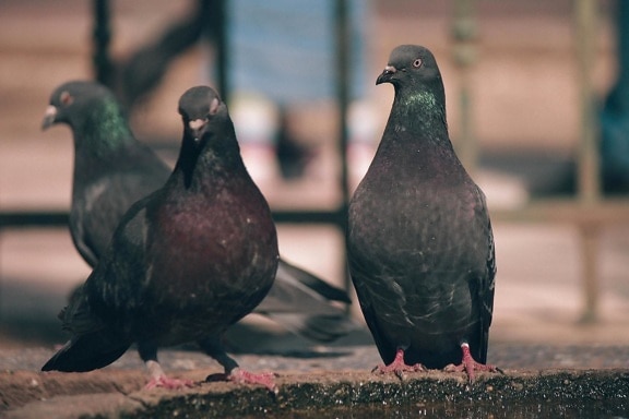 bird, pigeon, wildlife, asphalt, animal, black, dove
