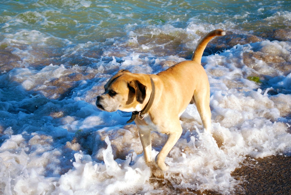สุนัข น้ำ สัตว์เลี้ยง ชายหาด ฤดูร้อน ฝั่ง คลื่น ทราย