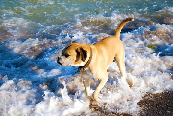 dog, water, pet, beach, summer, coast, wave, sand