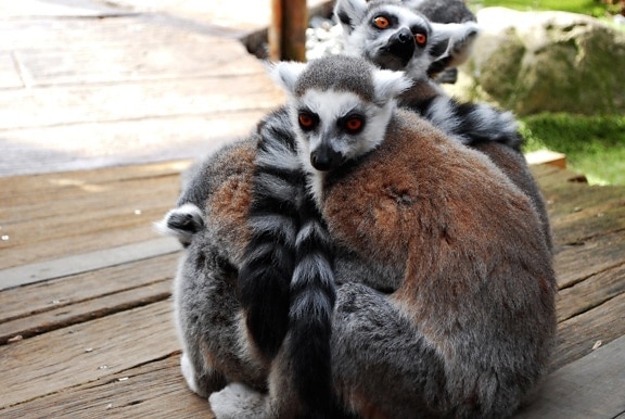 Lemur, primát, kožešiny, přírody, zvířat, zoo