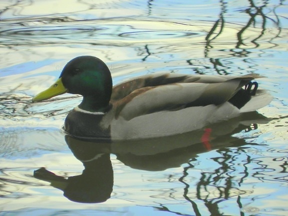 птица, патица, вода, езеро, водолюбивите птици, дива природа, зеленоглава патица, отражение