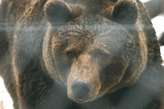 สัตว์ป่า ธรรมชาติ หมีสีน้ำตาล สัตว์ ขนสัตว์ ป่า predator กริซลี่ย์ แรง อันตราย หมี สัตว์กินเนื้อ