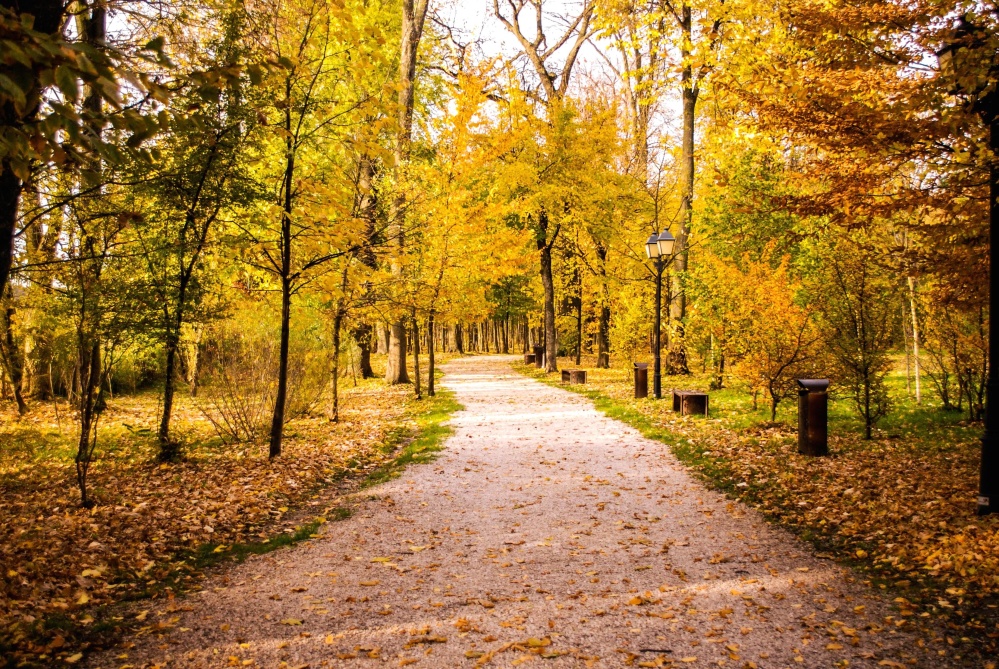 葉、道路、木、木、風景、公園、路地、歩道、自然、秋、自然