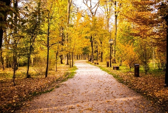 Foglia, strada, legno, albero, paesaggio, parco, vicolo, sentiero, natura, autunno, natura