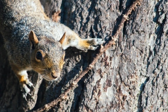 Chipmunk, nature, faune, écureuil, rongeur, écorce d'arbre