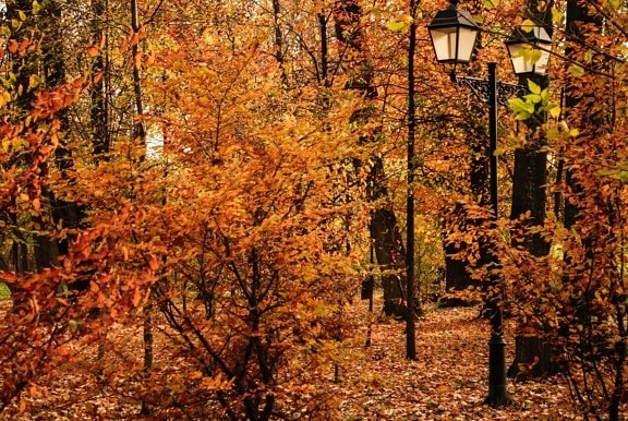 listy, dřevo, strom, příroda, krajina, podzim, lesní