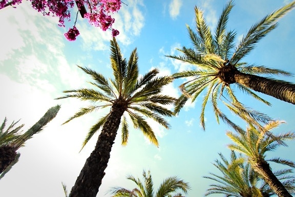 Palm tree, tropisk skog, blå himmel, träd, paradise, natur, palm