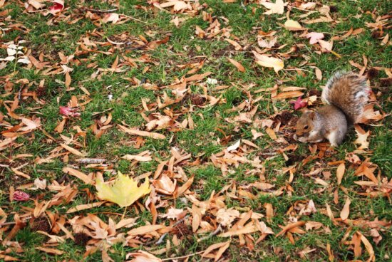 fox squirrel, animal, chipmunk, leaf, nature, tree, squirrel, ground, wood, park, grass, plant
