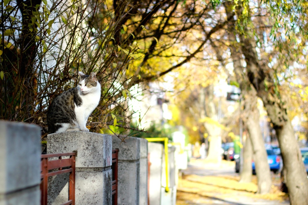 dyr, kat, by, gade, indenlandske kat, træ