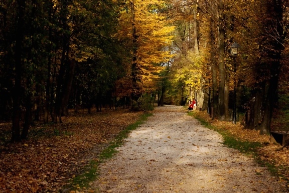 madeira, árvore, paisagem, folha, estrada, beco, outono, floresta