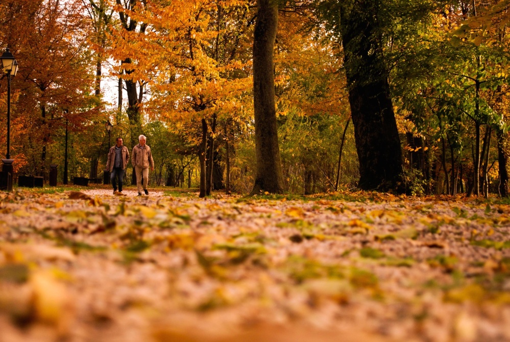 lidé, podzim, listů, dřeva, strom, příroda, park, krajina, Les