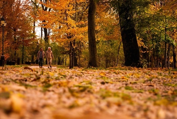 ludzie, jesień, liść, drewna, drzewa, natura, park, krajobraz, Las