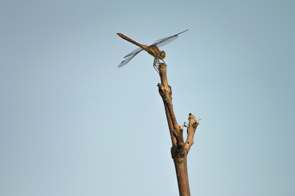 sky, dragonfly, insect, branch, animal
