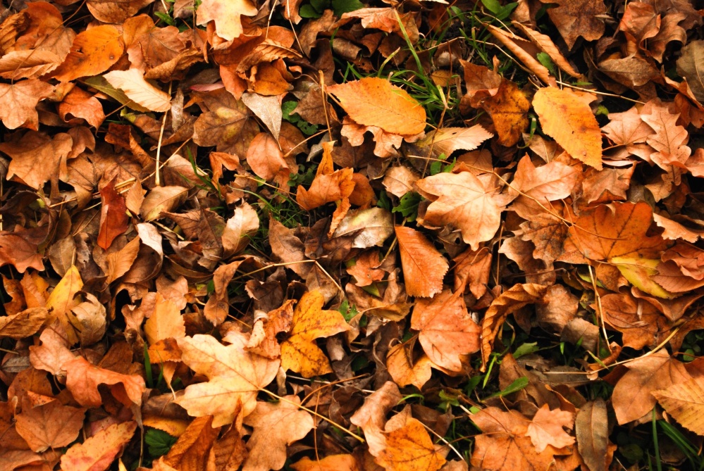 imagen gratis otoño hoja árbol naturaleza suelo seco