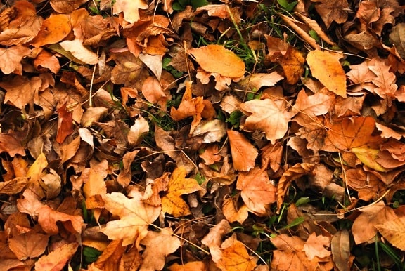 podzim, listy, strom, příroda, drcené, suchý, hnědé, flora, zem