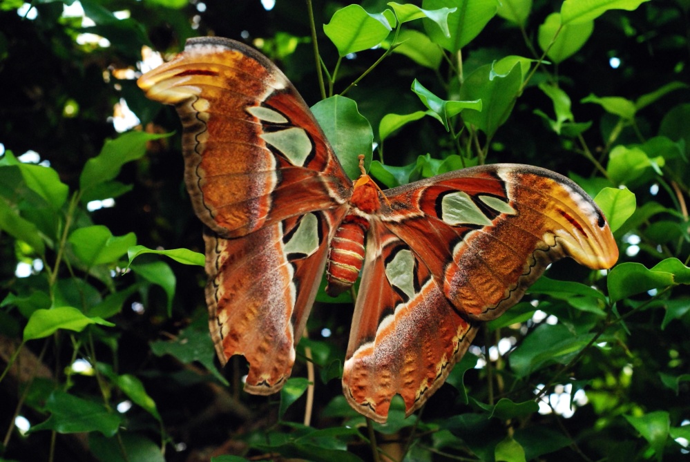 Природа leaf організму, Метелик, Метелик, Комаха