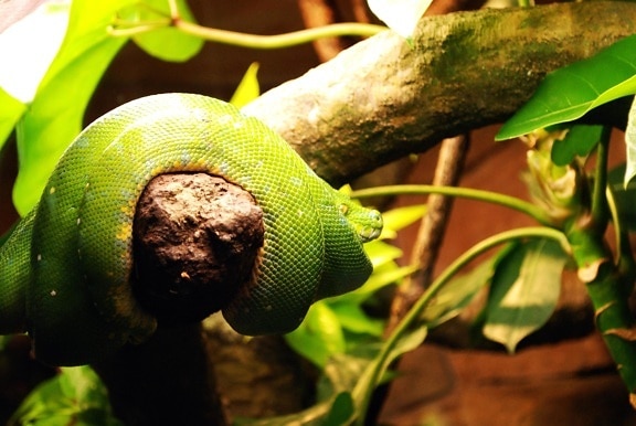 animal, tropical forest, nature, leaf, tree, flora, reptile, snake, mamba
