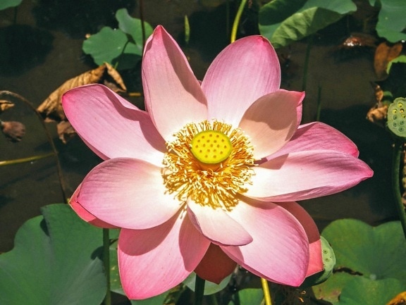 Lotus, pistil, nectar, pollen, lys, fleurs, flore, feuille, waterlily, exotique, pétale