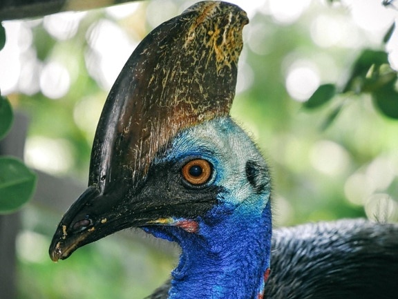 นกเขตร้อน แปลกใหม่ นก ธรรมชาติ สัตว์ป่า นก จะงอยปาก สัตว์ ที่มีสีสัน
