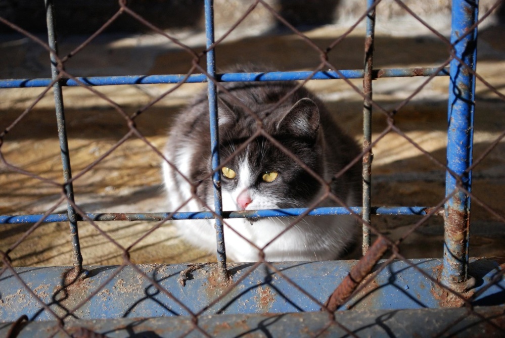 cage, fence, feline, cat, kitten, animal, pet, fur, domestic