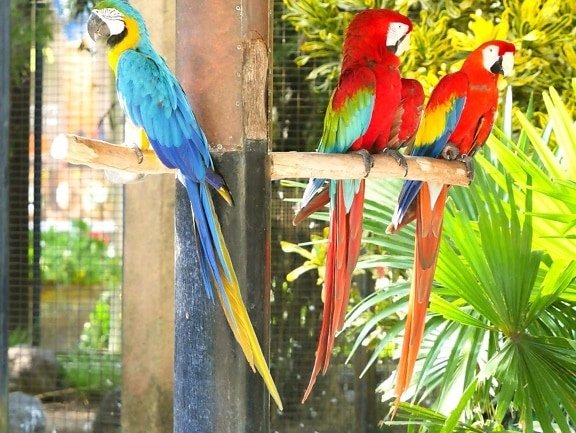 papagaio, ave, pena, Arara, vida selvagem, exótico, bico, animal, tropical