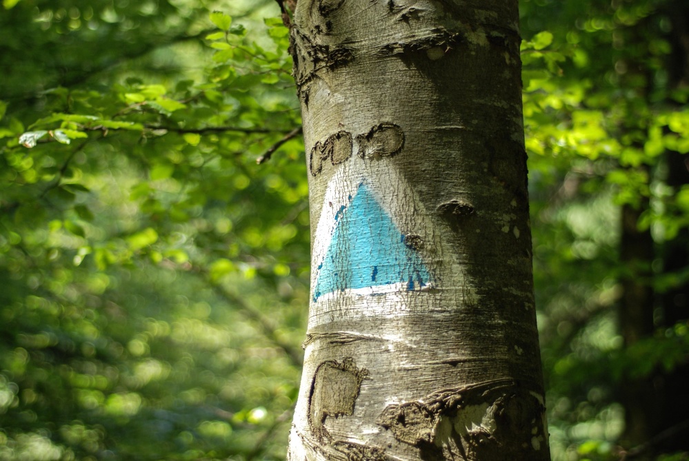 znak, šuma, drvo, drvo, priroda, list