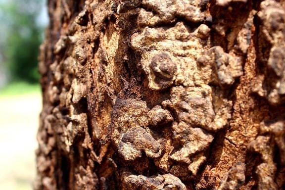 nature, texture, bark, tree, bark, wood, pattern, dry, environment, rough