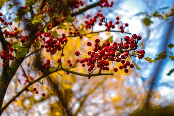 podzim, strom, listy, větve, příroda, ovoce, berry