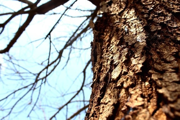 tree, bark, wood, nature, abstract, branch, plant