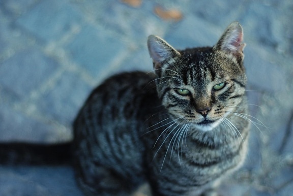 kissa, lemmikkieläinten, söpö, kissan, eläinten, kitten, Turkista, kotikissa, viikset