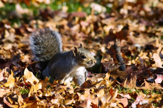chipmunk, nature, squirrel, tree, rodent, leaves, autumn