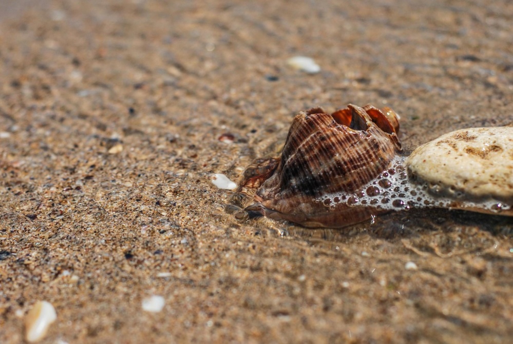 Plage, sable, coquille, bord de mer, coquillage, mer, rivage, nature