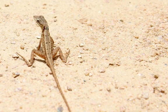 lizard, reptile, sand, nature, beach, desert, wildlife,