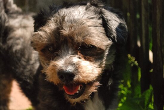 免费照片 狗 宠物 动物 可爱 犬 小狗 肖像 猎犬