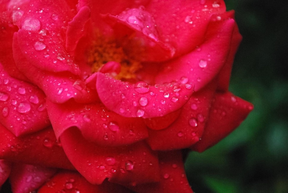 квітка Роуз природи, роса, флора, красивий, саду, Пелюстка