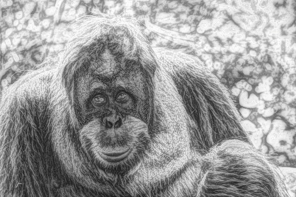art, draw, monochrome, portrait, animal, orangutan, ape, primate