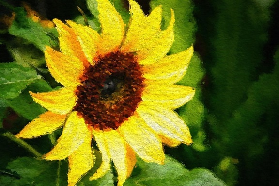 Arte, pittura ad olio, natura, foglia, flora, fiore, girasole, giallo