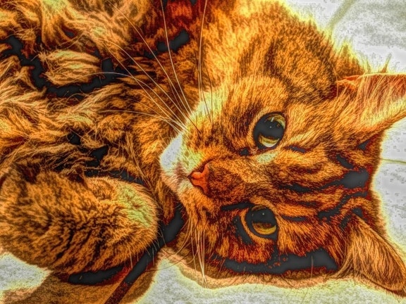 art, photomontage, cat, cute, fur, animal, pet, feline, kitten, kitty, whiskers