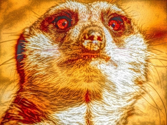 meerkat, 예술, photomontage, 동물, 야생 동물, 자연