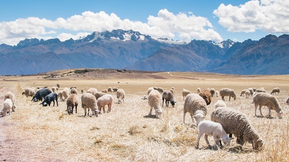 sheep, merino, mountain, livestock, nature, animal, sunshine