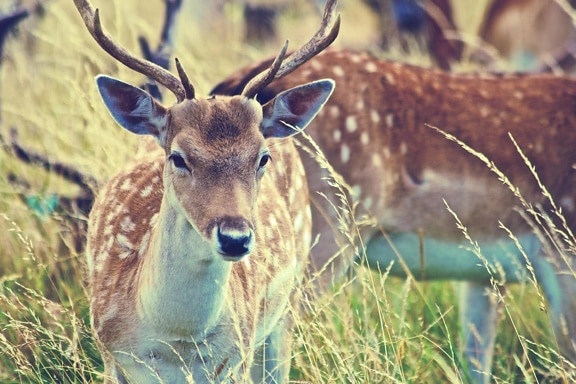 deer, wildlife, nature, grass, animal, wild, antlers, grass
