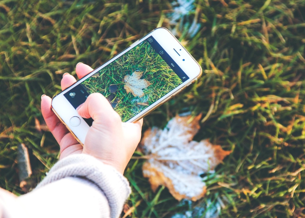 Mano, teléfono móvil, dedo, hierba, naturaleza, instantánea, otoño