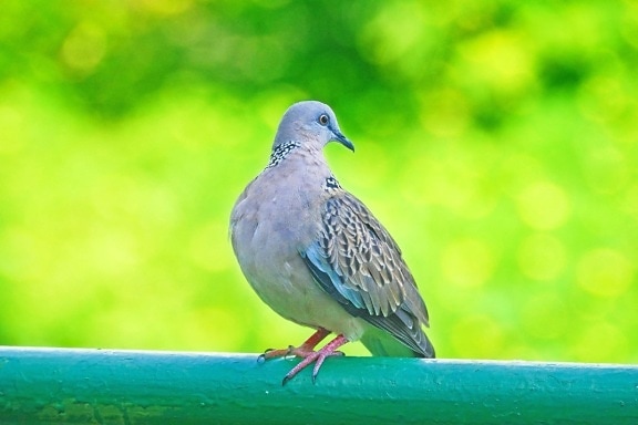 Nature, oiseau, pigeon, colombe, animal