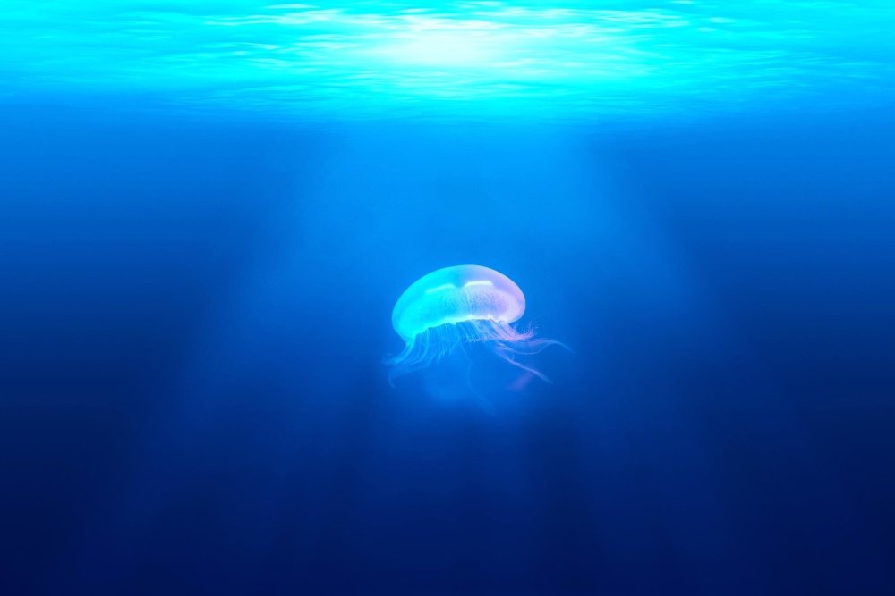 Подводни, океан, море, риба, вода, природа, медузи, дълбоко, безгръбначни