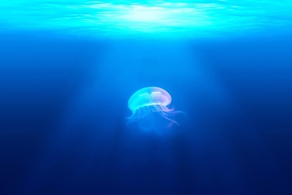 underwater, ocean, sea, fish, water, nature, jellyfish, deep, invertebrate