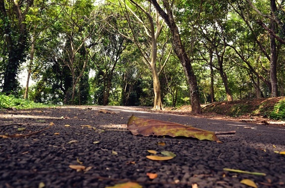 estrada, asfalto, outono, árvore, madeira, natureza, estrada, folha, paisagem