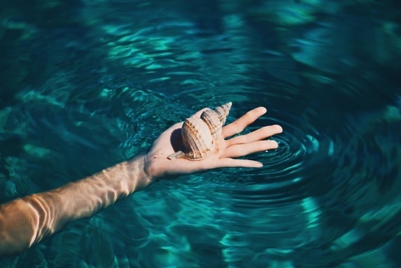 underwater, water, hand, finger, summer, seashell
