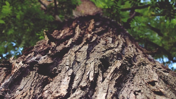 bark, macro, tree, wood, nature, environment, forest, conifer