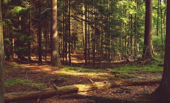 Les, dřevo, strom, příroda, krajina, list, prostředí