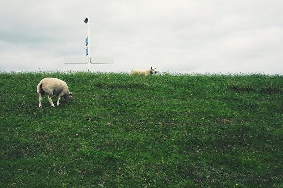 hill, animal, landscape, grass, agriculture, sky, sheep